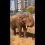 Новости Москвы: Слон в Московском зоопарке принимает песочную ванну 

Примечательно, что кто-то..