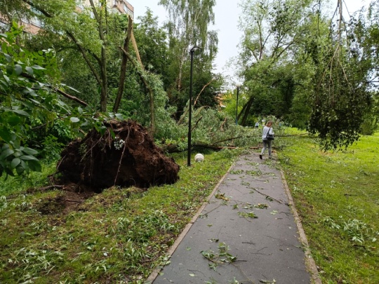 Огромное дерево упало во время сильного урагана 🌪️рядом с..