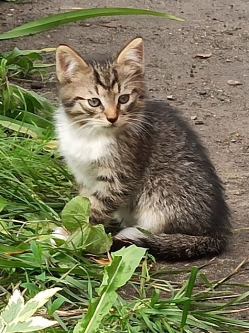 Двухмесячные малыши-полосатики ищут дом. Котята очень..