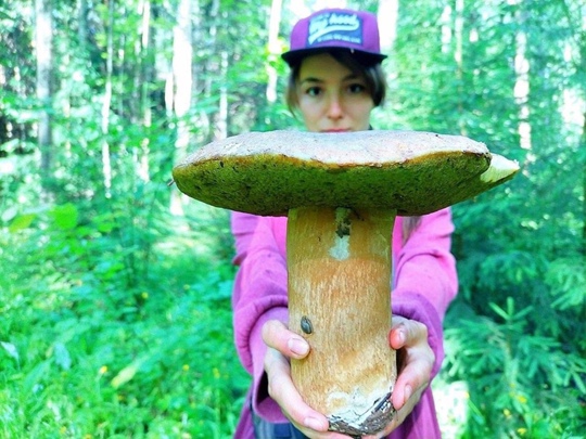 💬 Если отправляться за грибами, то лучше в лес в районе..