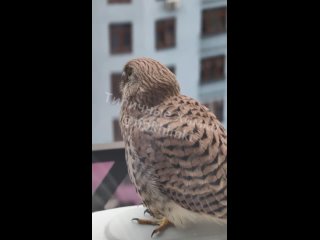 Вот такой красавчик водится в ЖК Солнечная Система 🦅

Пустельга..