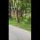 Новости Москвы: В Измайловском парке вместе с отдыхающими гуляли две лисички 

Они просто бегали..