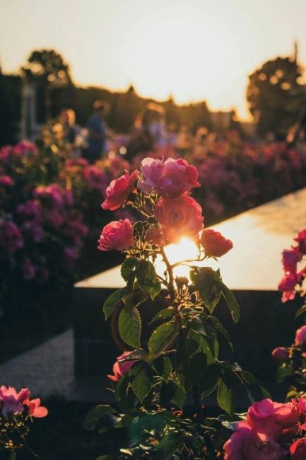 Прекрасные и фотогеничные розы на ВДНХ ждут вас в эти выходные

Лето-2024 в разгаре,..