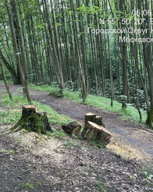 В Черневском лесу вырубаются здоровые деревья и скидывается..