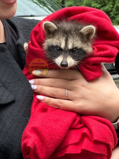 Знаете ли вы, что в старых Химках есть переулок Енотов? 🦝..