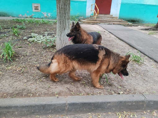 В районе проспекта Кирова, 24 А бегают две собаки. Возможно,..