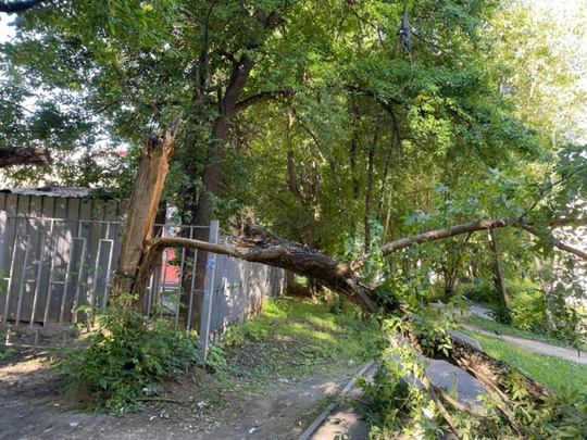 Упало дерево на пешеходный тротуар  возле заправки Радуга, улица..