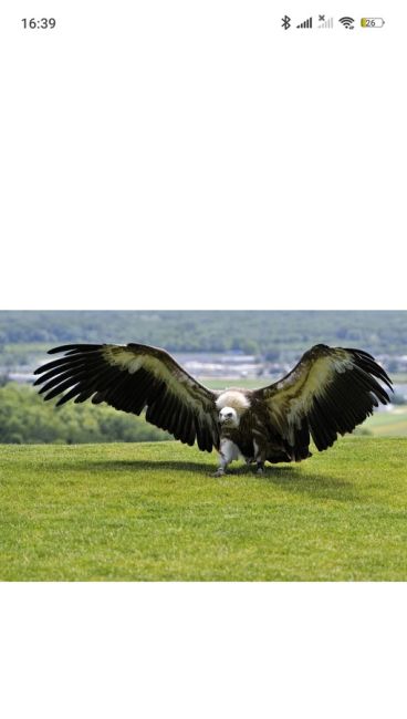 Вот такой красавчик водится в ЖК Солнечная Система 🦅

Пустельга..