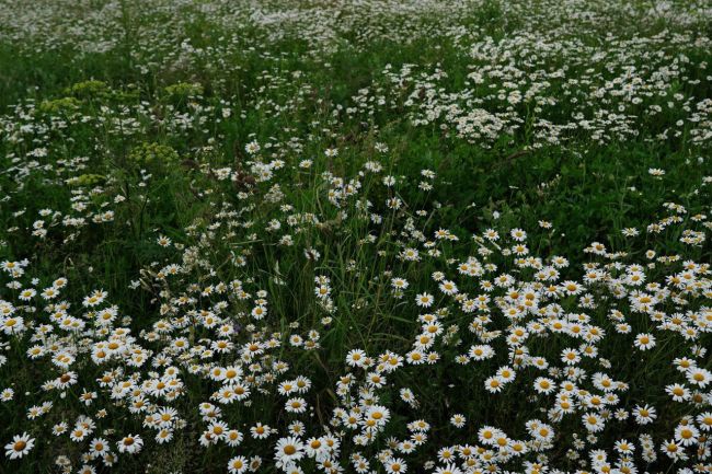 Ромашковое поле.🌼 Богородский городской..