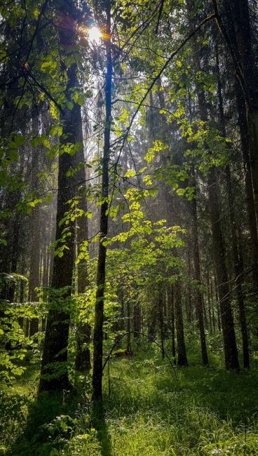 Национальный парк Лосиный остров в Мытищах🦌🌳 
Возвращаться в..