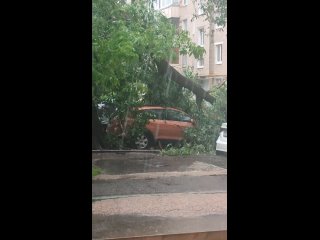 На Красной 11/1 , очередное дерево упало, повредив..