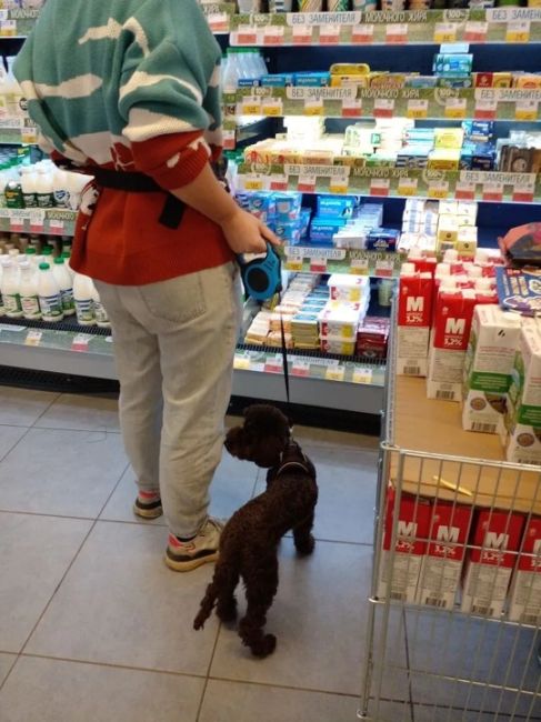 Магазин Лента , Ленина 44 , постоянно в магазины ходят с собаками ,..