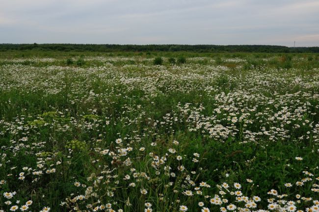 Ромашковое поле.🌼 Богородский городской..