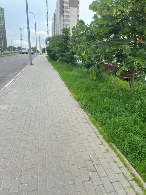 Трава на газоне у тротуара по ул. Колпакова со стороны домов Ул...