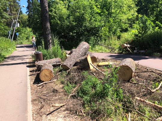 «Ходыревское благоустройство»  во всей красе. В комитетском лесу..