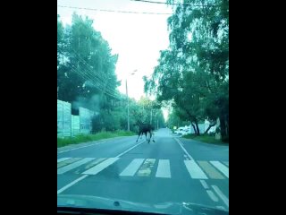 Ранним утром в Лесном Городке были замечены два лося, суматошно..