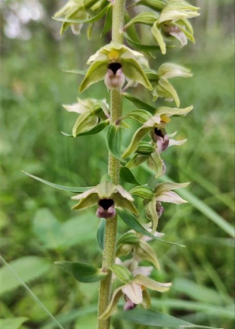 🌱 Редкую орхидею обнаружили недалеко от Коломны

В Ступинском..