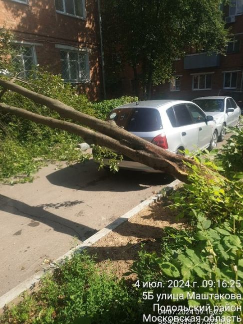 Маштакова 5Б, 4 подъезд упало дерево прямо на вход в подъезд,..