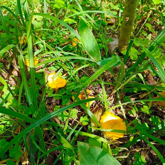 ГРИБНОЙ УЛОВ 🍄‍
Грибник в группе есть? Делитесь своим уловом.....