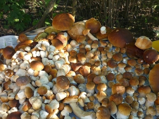 Большое количество грибов ожидается в лесах Подмосковья после..