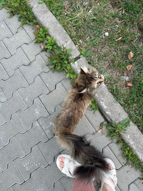 Найдена кошка в районе Новомытищинский 80к2 
Стриженая, очень..