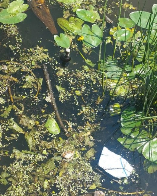 В Красногорских водоемах много чего водится 😁

«Хотел бы..