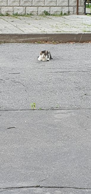 На улице Гранитная 6,лежит кошка может кто потерял,очевидно ей..