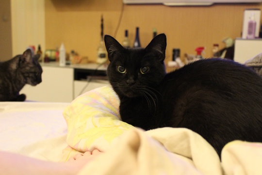 Балашиха-1, потерялась кошка, зовут Гера, чистая, упитанная,..