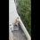 Новости Москвы: В одном из домов в Теплом стане на балконе заперли собаку. Соседи сообщили, что..