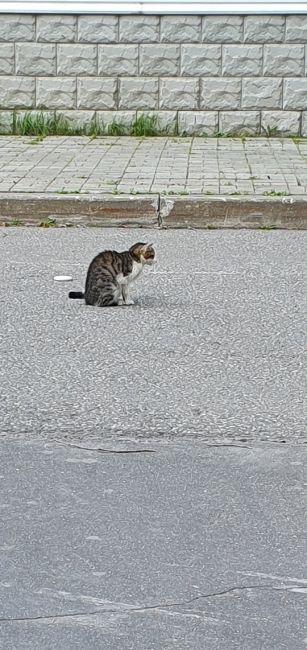 На улице Гранитная 6,лежит кошка может кто потерял,очевидно ей..