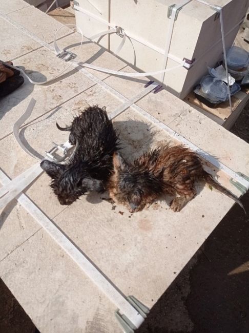 В Химках спасли четырех котят при вчерашнем пожаре на заводе в..