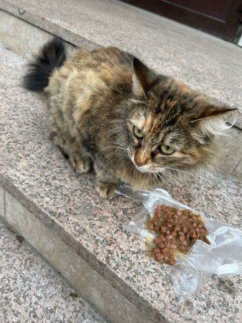 Найдена кошка в районе Новомытищинский 80к2 
Стриженая, очень..