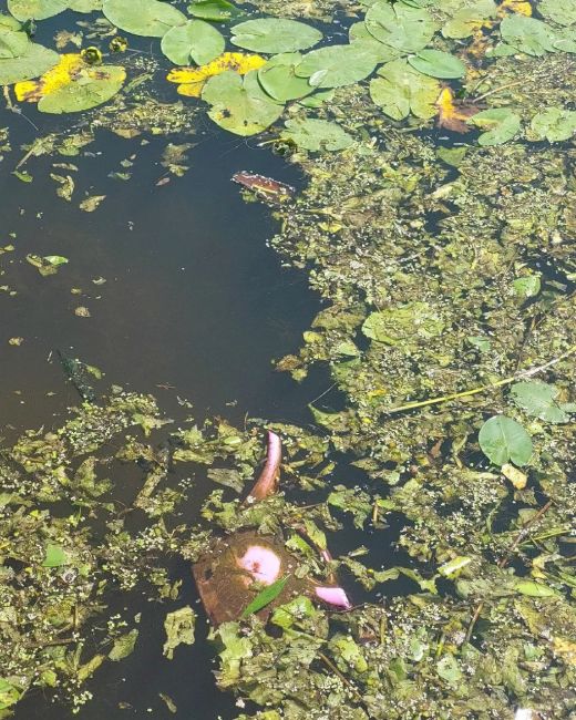 В Красногорских водоемах много чего водится 😁

«Хотел бы..