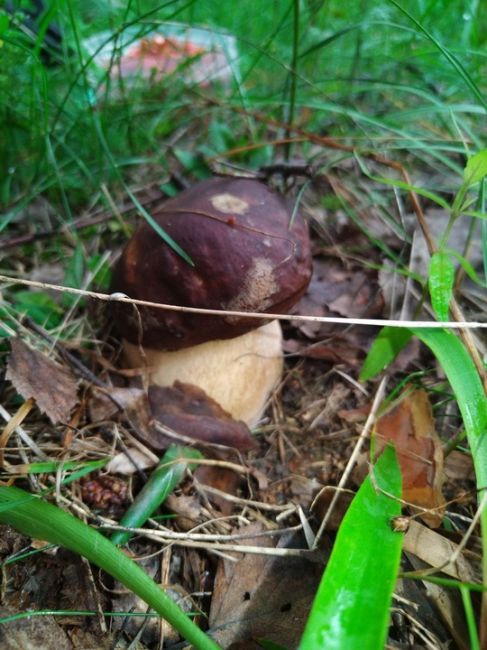 ГРИБНОЙ УЛОВ 🍄‍
Грибник в группе есть? Делитесь своим уловом.....