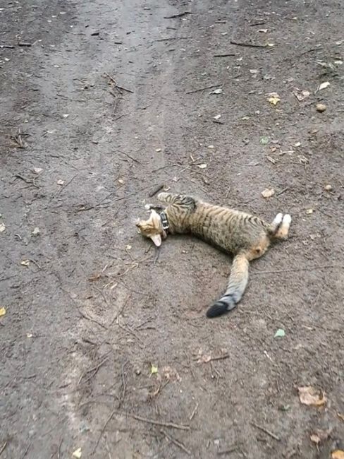 Чей кот?🐾
Замечен в лесу, от парка Пехорка на противоположной..