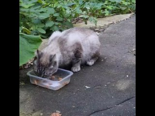 Чей тайский котик ? хозяин найдись ! Или может кто мечтал о такой..