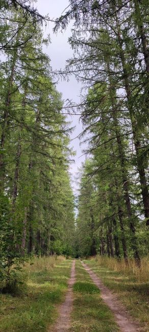 🌳🌲 Парк Келлера сохранят как памятник природы

В постановление..