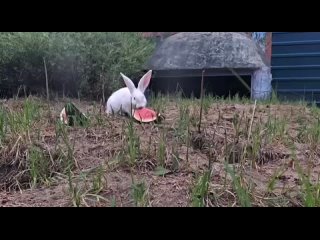 Кстати, сегодня всемирный день арбуза! 
 
В связи с этим делимся с..