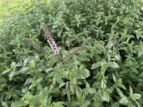 🌱 Мяту и шалфей запретили выращивать на дачах

В рамках усиления..