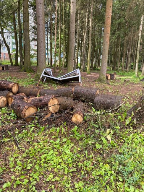 Лесопарк Изумрудные холмы, близи Деревяной поляны и детской..