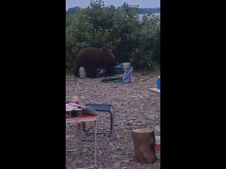 Медведь украл печенье у рыбаков на берегу реки. 
 
По данным СМИ,..