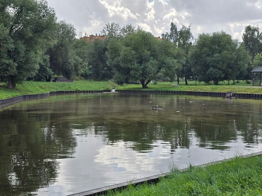 Пруд в центральном парке. На поверхности воды грязь. Когда..