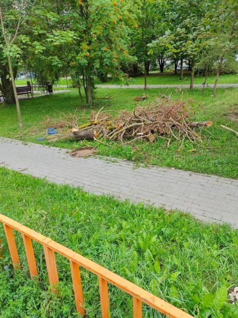 Все деревья  и кусты срубили в районе оврага никто не в курсе из..