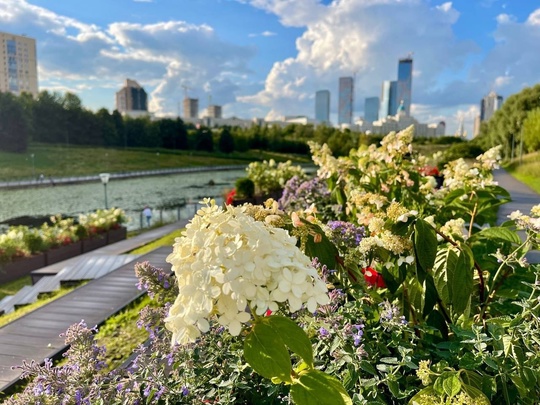 Август в городе. Парк Олимпийской деревни. 

📸 Анна..