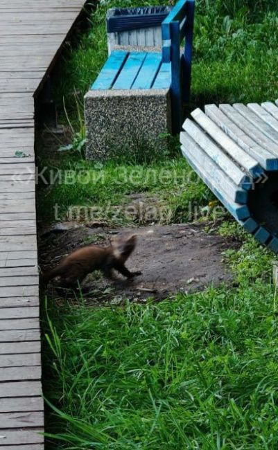 🦊На Быковом болоте заметили лесную куницу.

Благодарим..