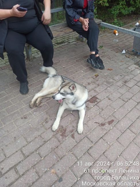 Доброго утра,чей Бабар? Кто потерял?Собакен приехал один на..