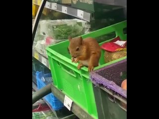 🐿️ В магазине Пятерочка появился новый сотрудник - тестировщик..