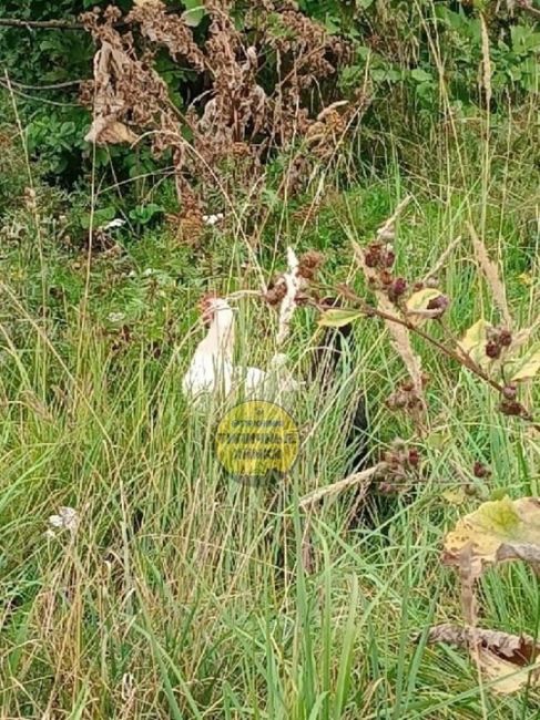 Напротив ТЦ Парус на Новокуркинском шоссе куры пасутся 🐔

Выше..