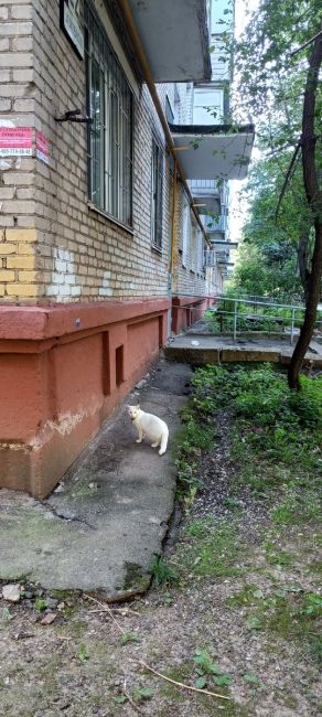 Может кто ищет, 8:20 была по адресу Октябрьская 22 к2 . Перешла дорогу..