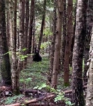 Если поедете из Химок собирать грибы в подмосковные леса, то..